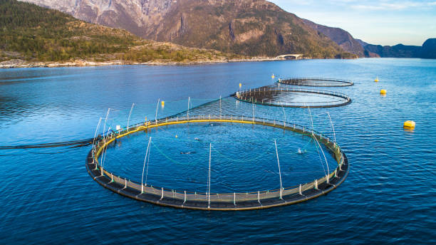 istock Salmon fish farm. Hordaland, Norway. 1145436989