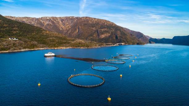 istock Salmon fish farm. Hordaland, Norway. 1145438073