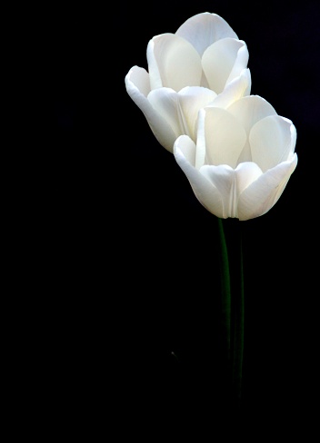 Backgrounds of white tulips