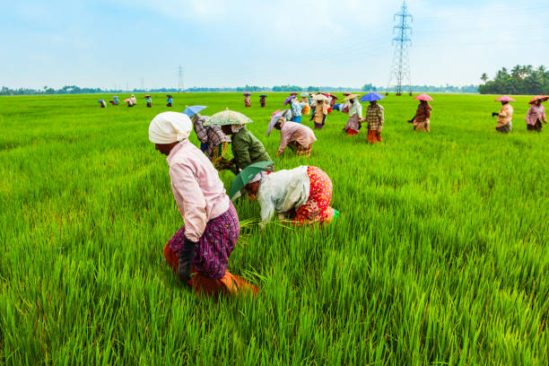 Rice Rice Paddy India Kerala Stock Photos, Pictures ...