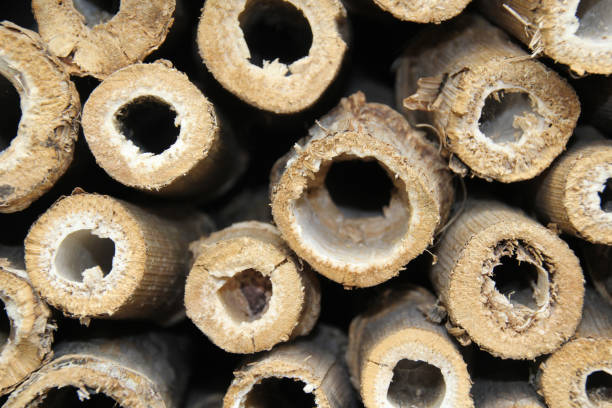 istock Piles of wood. 1145439238