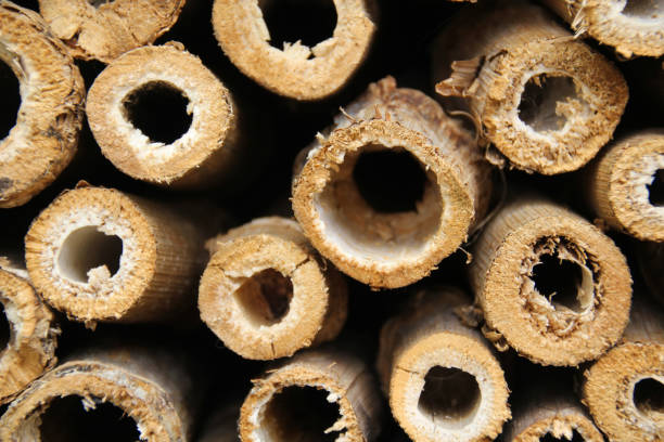 istock Piles of wood. 1145439245