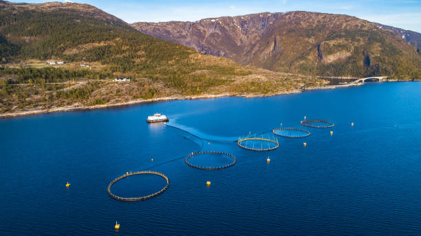 istock Salmon fish farm. Hordaland, Norway. 1145440458