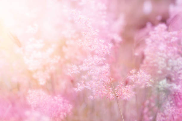 nature grass flower field in soft pink pastel background with sunlight
