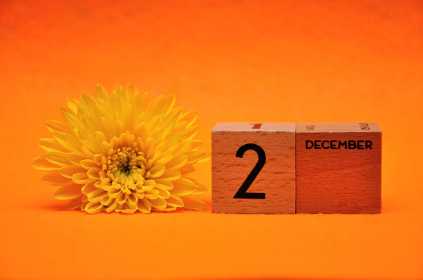 istock 2 December on wooden blocks with a yellow daisy on an orange background 1145444196