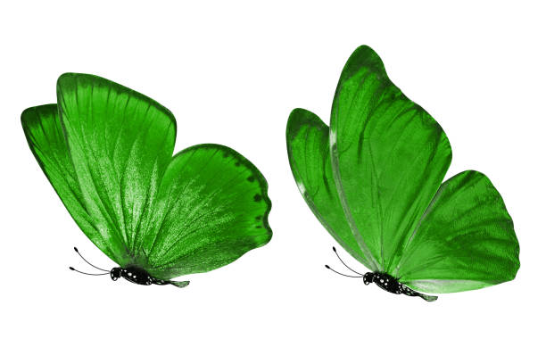 istock green butterflies. Isolated on white background. color insect. 1145445265