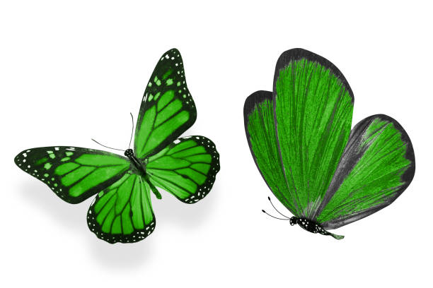 istock green butterflies. Isolated on white background. color insect. 1145445272