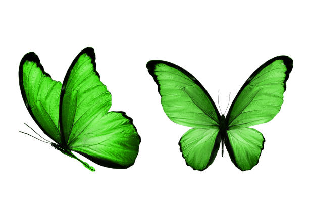 istock green butterflies. Isolated on white background. color insect. 1145445741