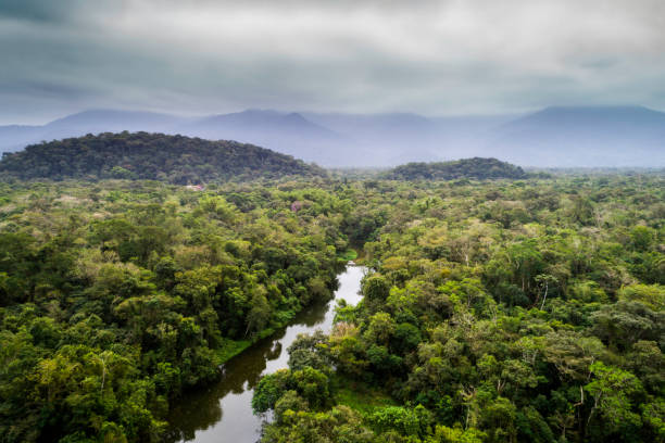 istock Aerial view of a tropical rainforest 1145446468
