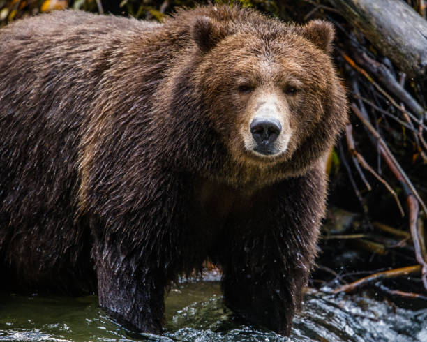 istock A Grizzly Bear's Gaze 1145447200