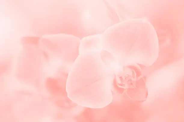 Photo of Orchid Pastel Living Coral Millennial Pink Peach Flowers Tropical Background Macro Photography