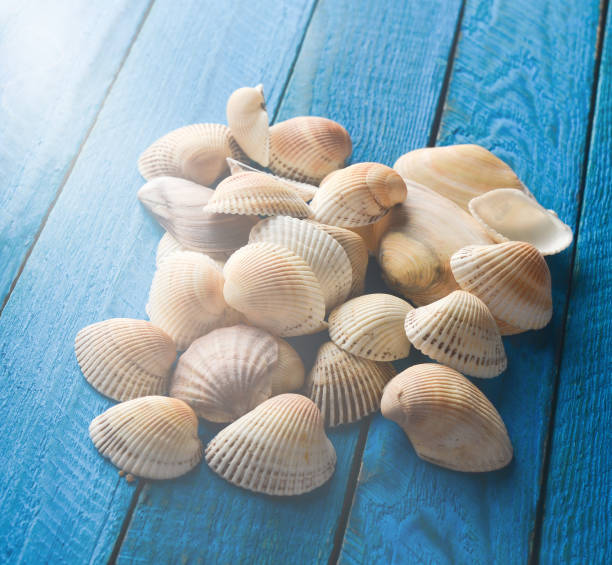 istock Many sea shells on a blue wooden table. 1145447243