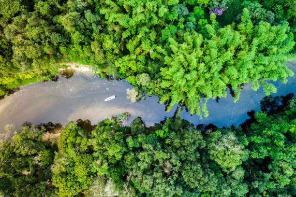 Aerial view of a tropical rainforest