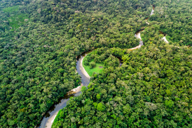 istock Aerial view of a tropical rainforest 1145447619