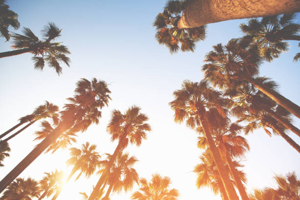 istock Palm trees on the beautiful sunset background 1145448516