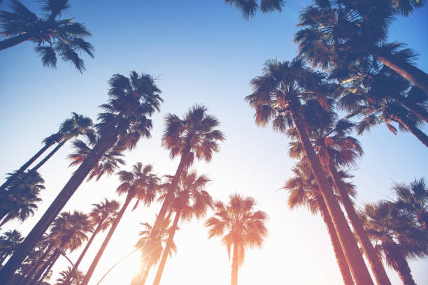 istock Palm trees on the beautiful sunset background 1145448527