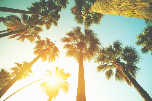 istock Palm trees on the beautiful sunset background 1145448529