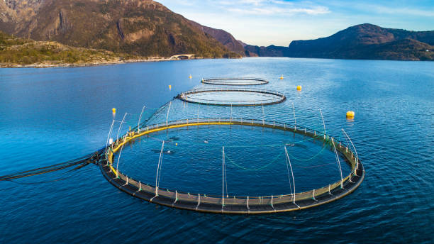 istock Salmon fish farm. Hordaland, Norway. 1145449038