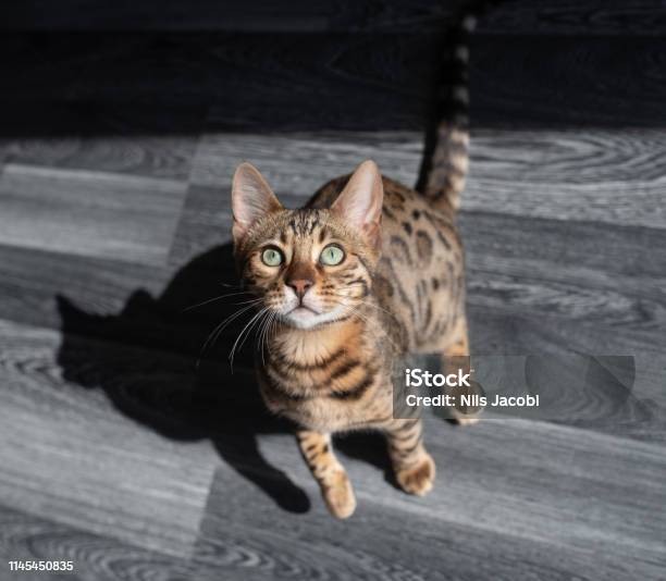 6 Months Old Bengal Cat Stock Photo - Download Image Now - Animal, Animal Body Part, Animal Whisker