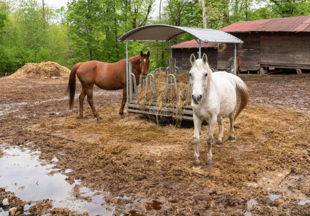istock White horse outside in a farm stable. 1145452022
