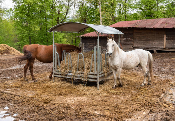 istock White horse outside that is eating hay. 1145453231