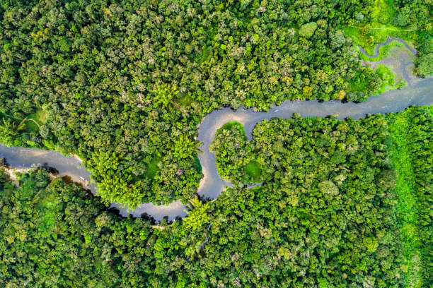 istock Aerial view of a tropical rainforest 1145453325