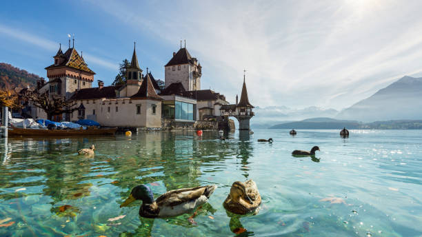 castle oberhofen, lake thun with mountains in the background, switzerland Oberhofen, Switzerland - Oktober 30, 2015: Oberhofen castle at the lake thun, in front two ducks, with mountains in the background, Switzerland. lake thun stock pictures, royalty-free photos & images