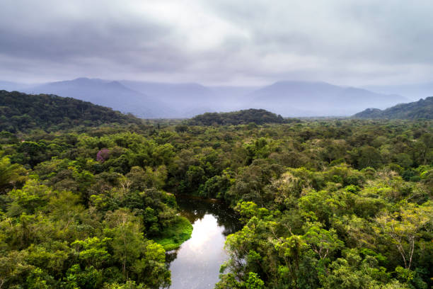 istock Aerial view of a tropical rainforest 1145453444