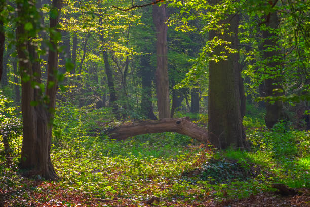 istock Highgate Wood in North London 1145454321