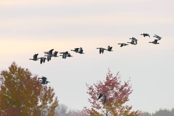 istock Flock of Greylag geese 1145454366