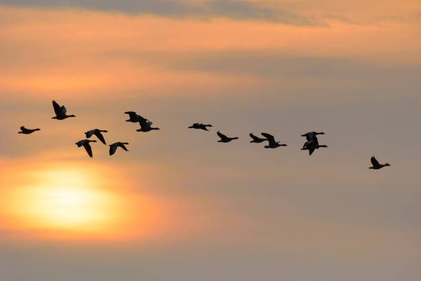istock Flock of Greylag geese 1145454508