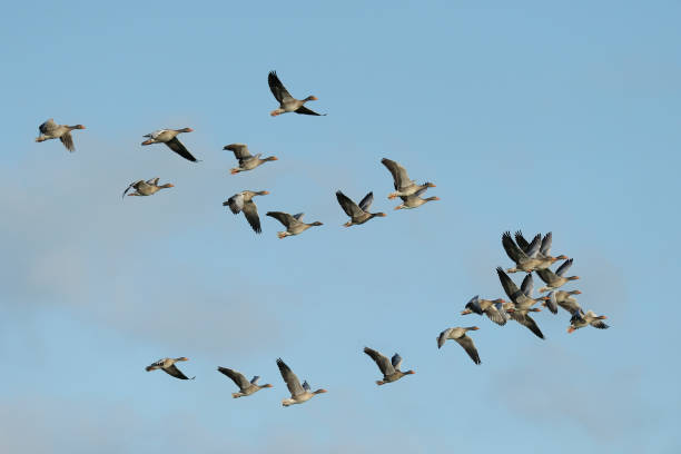 istock Flock of Greylag geese 1145455362
