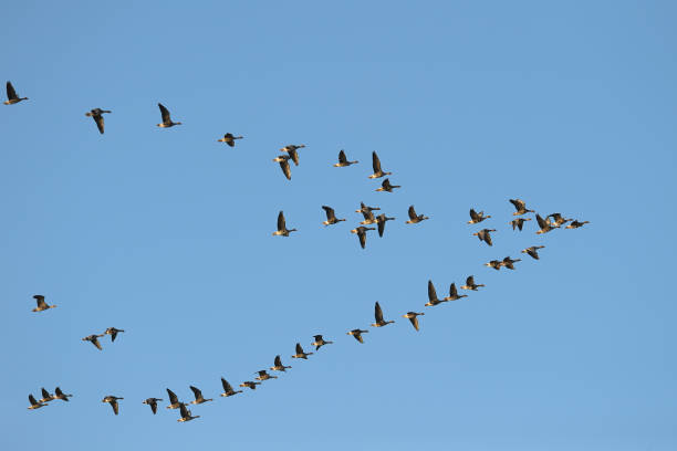 istock Flock of Greylag geese 1145455406
