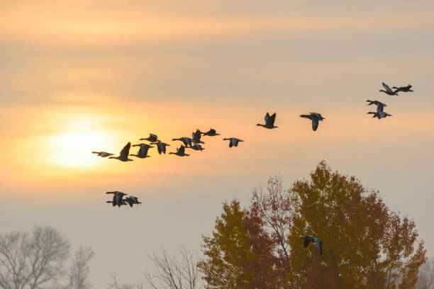 istock Flock of Greylag geese 1145455441
