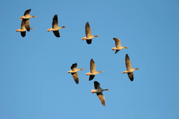 istock Flock of Greylag geese 1145455483