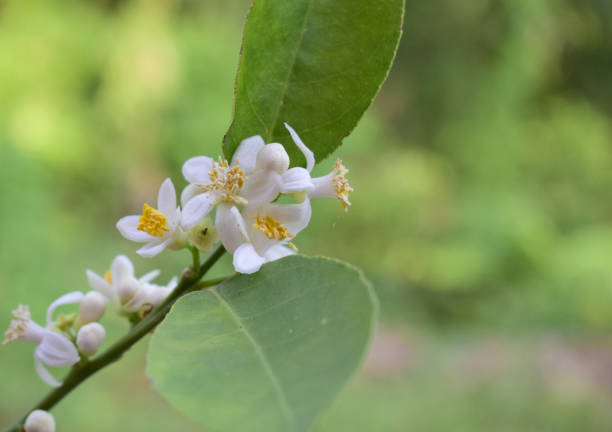 istock White lemon flower 1145455623
