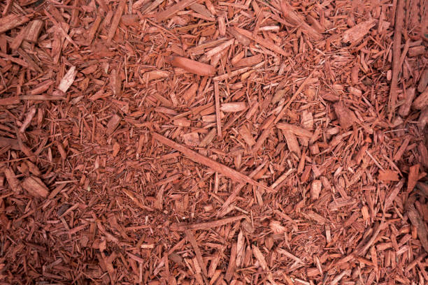 istock Decorative natural bark covering garden soil 1145455666