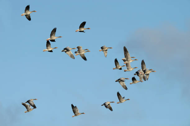 istock Flock of Greylag geese 1145455994