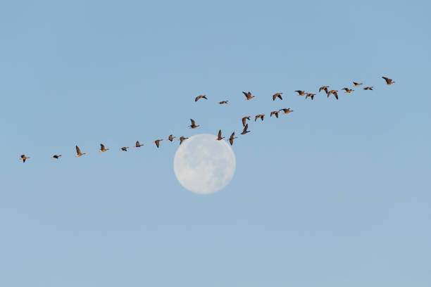 istock Flock of White-fronted Geese at Full Moon 1145456084