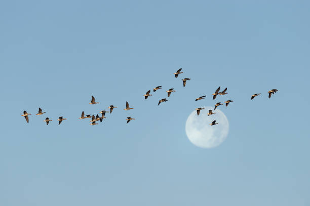 istock Flock of White-fronted Geese at Full Moon 1145456161