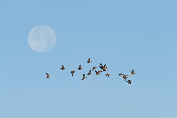 istock Flock of White-fronted Geese at Full Moon 1145456243
