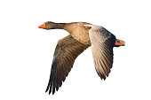 Flying Greylag Goose