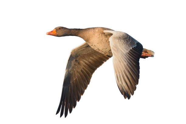 Flying Greylag Goose Flying Greylag Goose, Anser anser, Germany, Europe greylag goose stock pictures, royalty-free photos & images