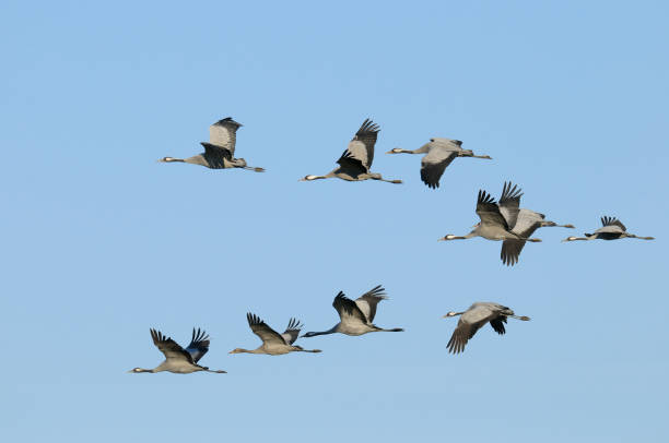 Common cranes flying Common cranes, Grus grus, flying, Germany, Europe eurasian crane stock pictures, royalty-free photos & images