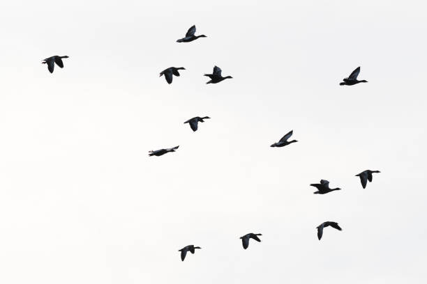 istock Flock of Greylag geese 1145457485