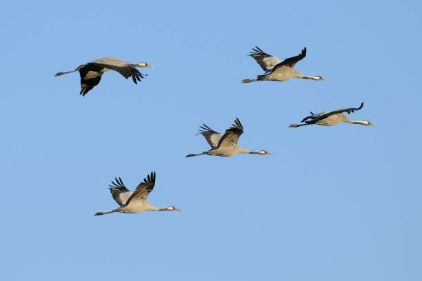 Common cranes flying Common cranes, Grus grus, Germany, Europe eurasian crane stock pictures, royalty-free photos & images