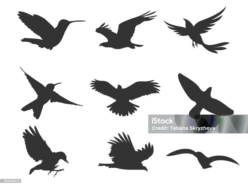 Vector stock flying birds hawks, seagulls, swallows, eagles Collection of flying birds silhouettes in various poses and shapes Eagle - Bird stock vector