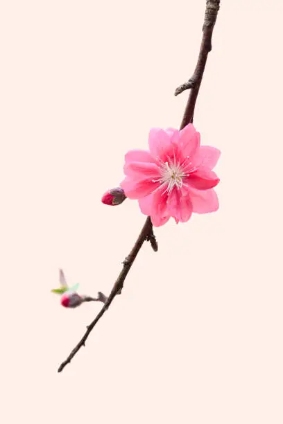 Pink peach blossom isolated
