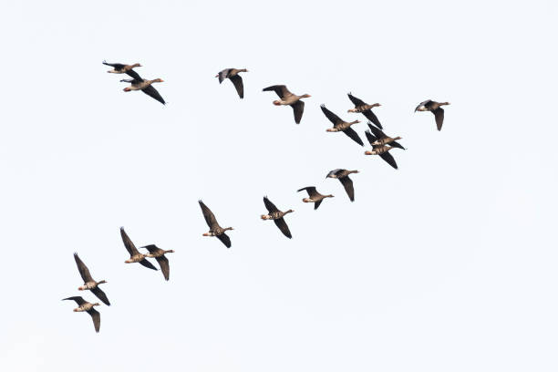 Flock of white-fronted geese Flock of white-fronted geese flying in V-formation, Germany, Europe anser fabalis stock pictures, royalty-free photos & images
