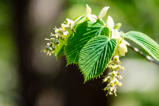 European hornbeam flowering